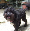 Greta