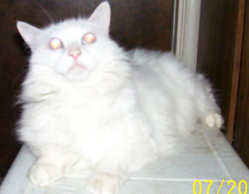 Persia