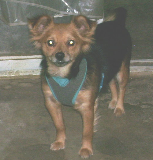 Cooper