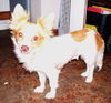 Polly 