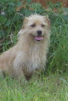 Sassie