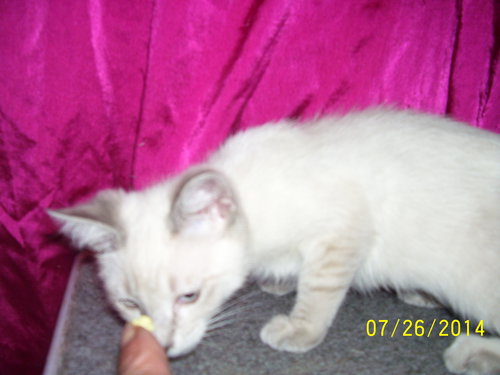 Cleocatra