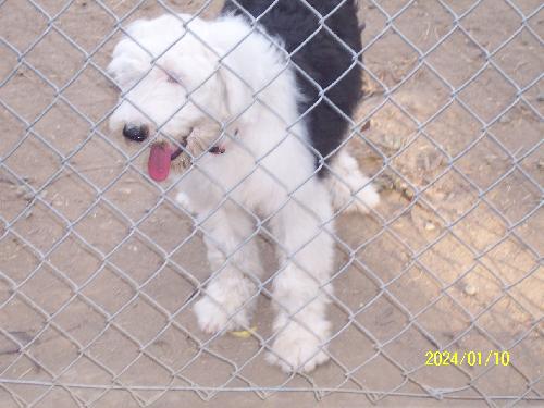 Roxie