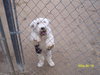 Roxie