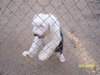 Roxie