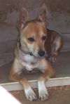 Woodrow