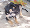 Snoopy