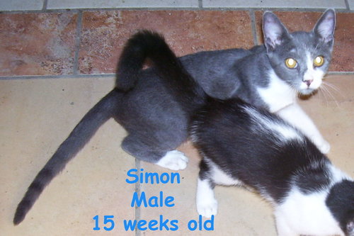 Simon