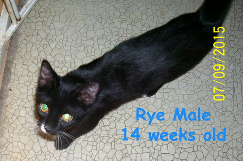 Rye