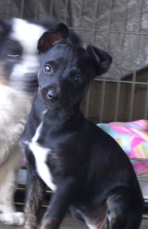 Pippin