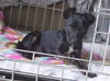Pippin