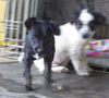 Pippin