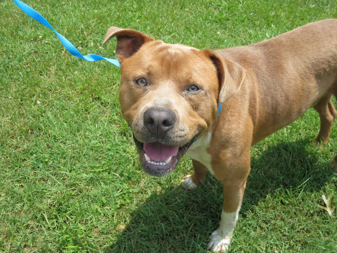 Dog for Adoption London, a American Staffordshire Terrier in Mullins