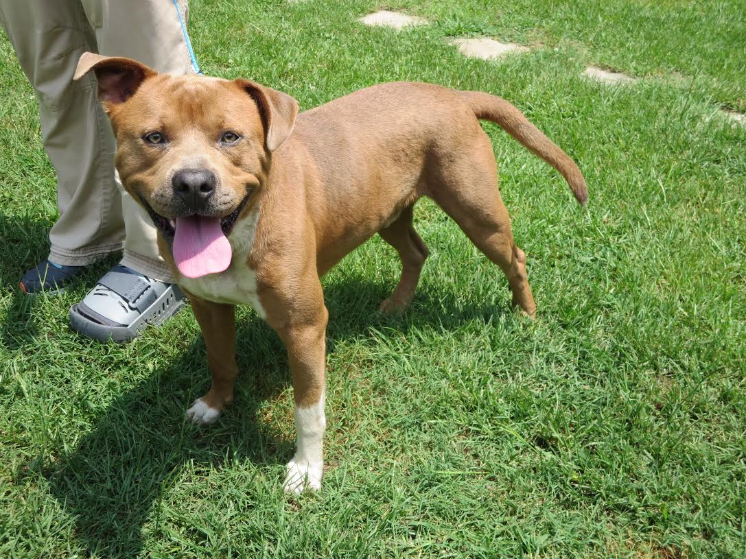 Dog for Adoption London, a American Staffordshire Terrier in Mullins