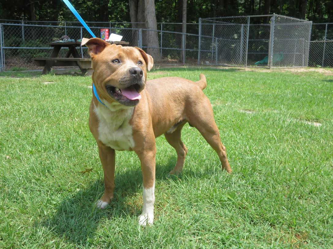 Dog for Adoption London, a American Staffordshire Terrier in Mullins