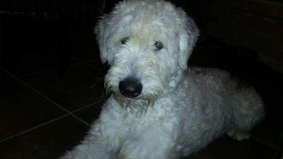 Dog for Adoption Douglas 2, a Old English Sheepdog in Penrose, CO