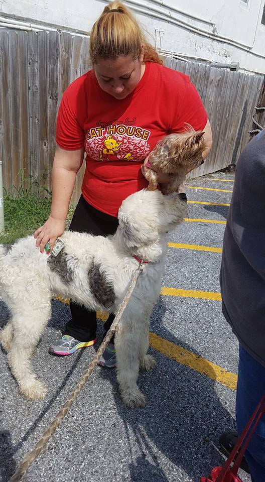 Dog for Adoption Douglas 2, a Old English Sheepdog in Pueblo West, CO