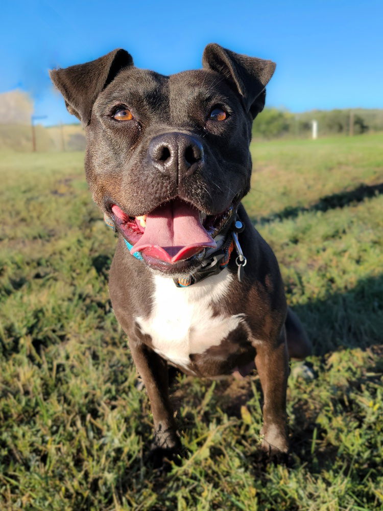 adoptable Dog in Sedalia, CO named Klaira