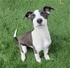 adoptable Dog in , CO named Nipsy