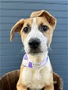 adoptable Dog in , CO named Neal