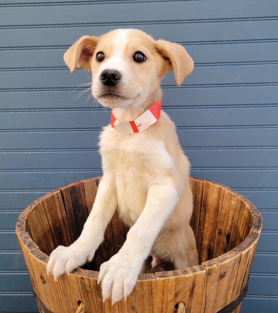 adoptable Dog in Sedalia, CO named Charm