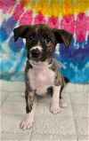 adoptable Dog in  named Flash