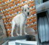 adoptable Dog in sedalia, CO named Teacup