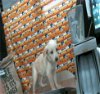 adoptable Dog in sedalia, CO named Tiny Tim