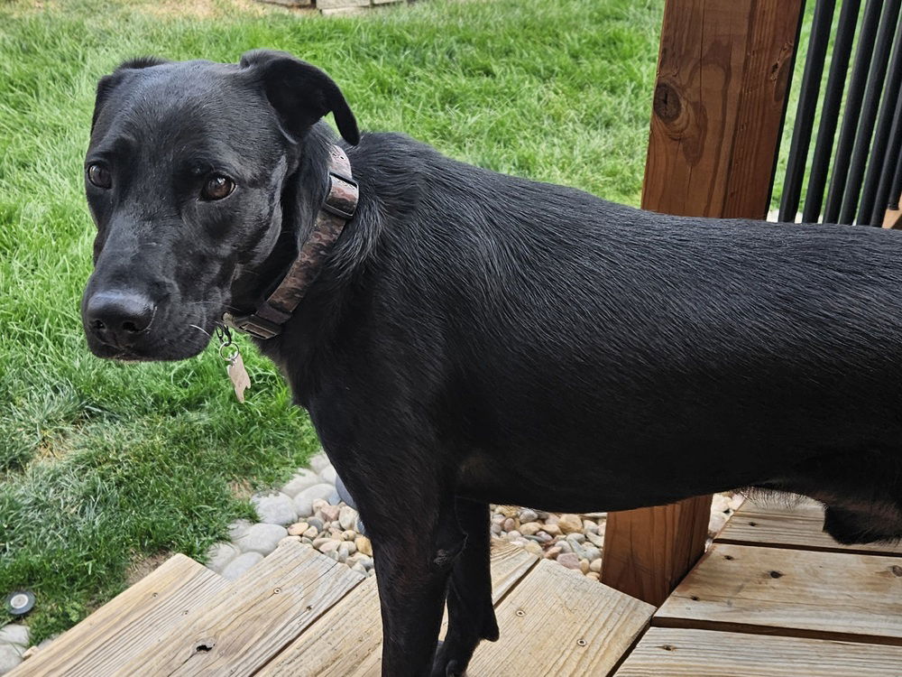 adoptable Dog in Sedalia, CO named Paul