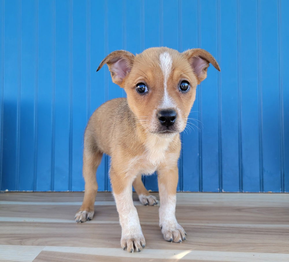 adoptable Dog in Sedalia, CO named Piglet