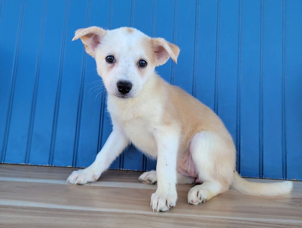 adoptable Dog in Sedalia, CO named Peppa