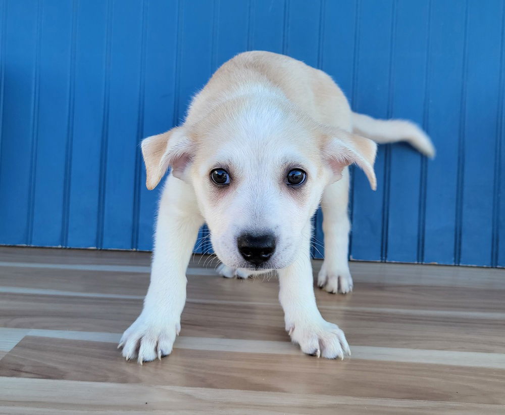 adoptable Dog in Sedalia, CO named Potato