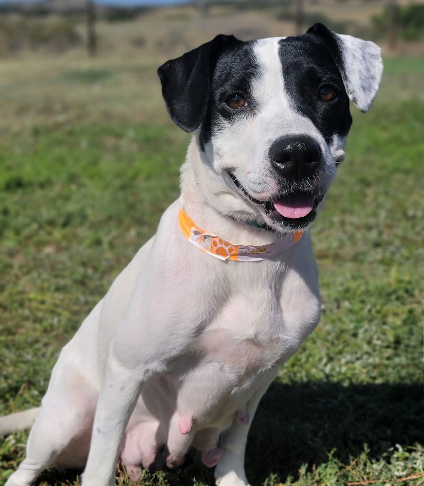 adoptable Dog in Sedalia, CO named Winnie HW+