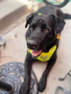 adoptable Dog in , CO named Dexter