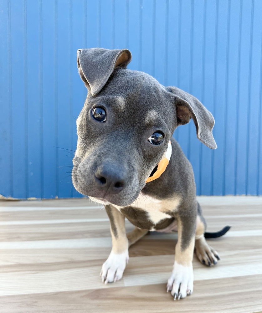 adoptable Dog in Sedalia, CO named Abbie