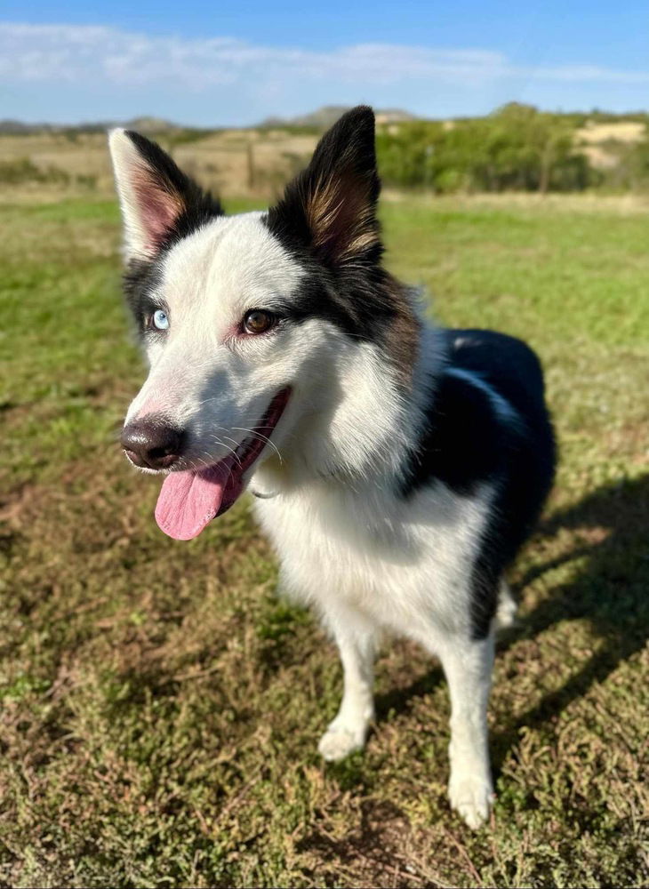 adoptable Dog in Sedalia, CO named Perdy