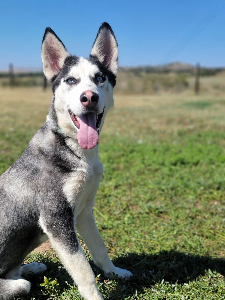 adoptable Dog in Sedalia, CO named Jake