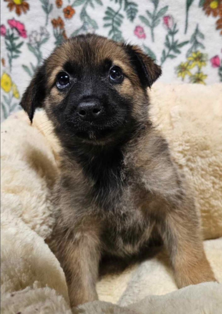 adoptable Dog in Sedalia, CO named Neola