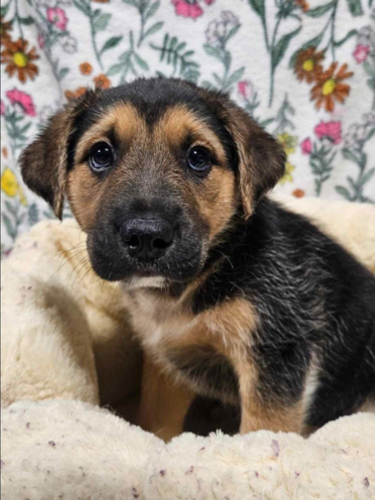 adoptable Dog in Sedalia, CO named Nicolo