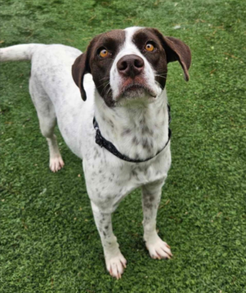 adoptable Dog in Sedalia, CO named Mudskip