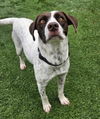 adoptable Dog in , CO named Mudskip