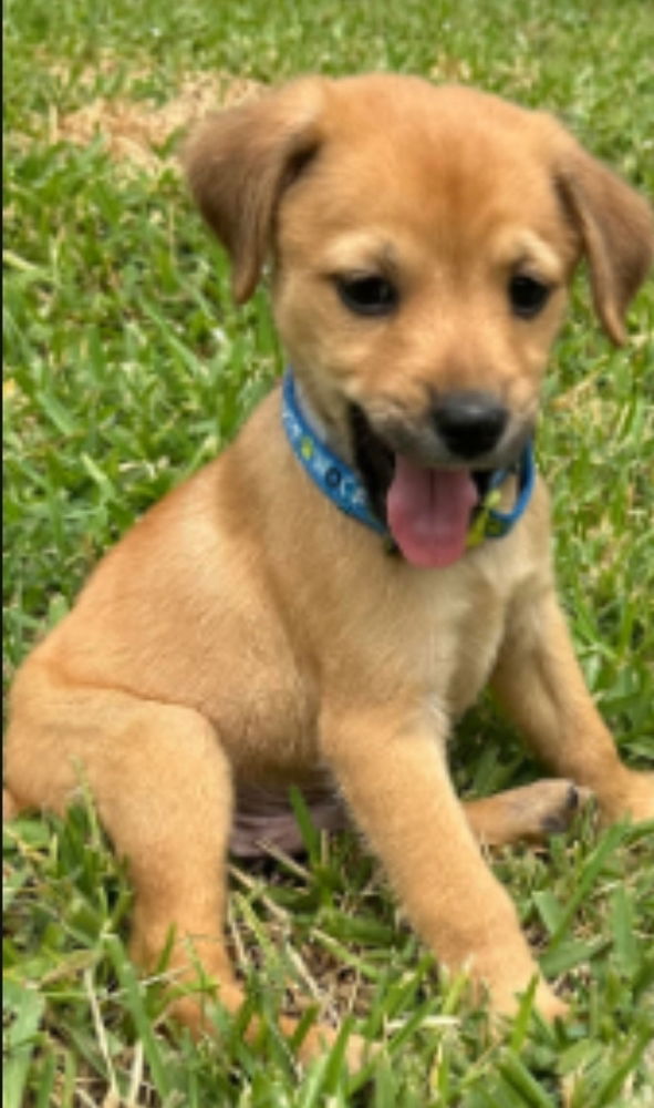 adoptable Dog in Sedalia, CO named Colten