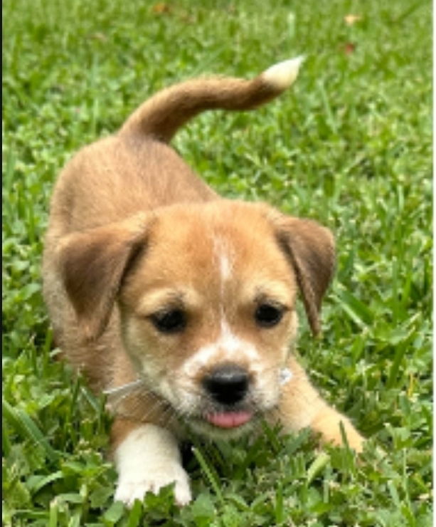 adoptable Dog in Sedalia, CO named Chancie