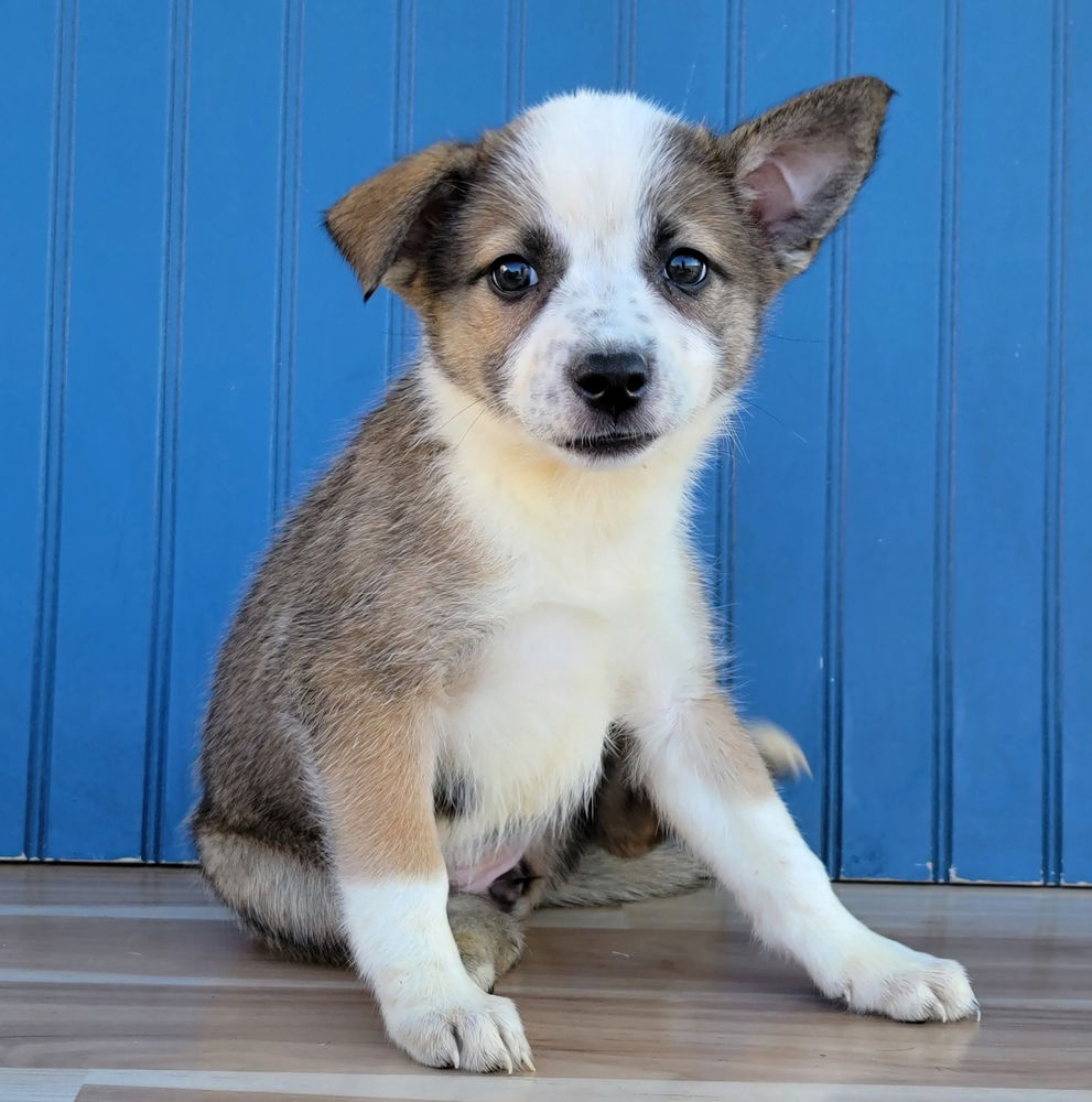 adoptable Dog in Sedalia, CO named Porkie