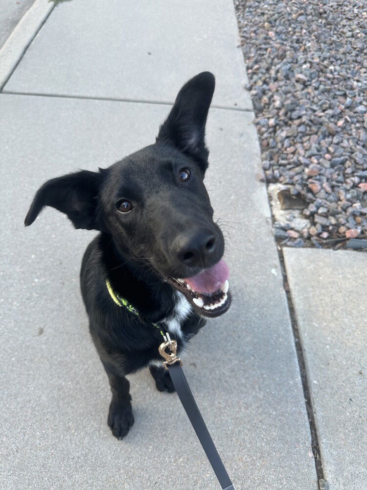 adoptable Dog in Sedalia, CO named Mace