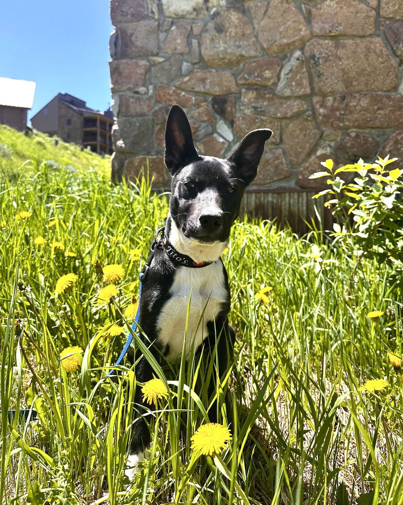 adoptable Dog in Sedalia, CO named Dean