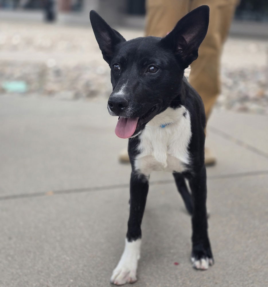 adoptable Dog in Sedalia, CO named Dean