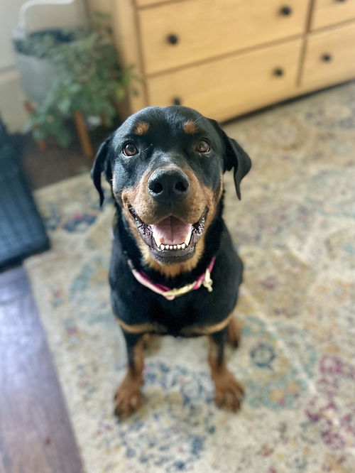 picture of the dog needing adoption