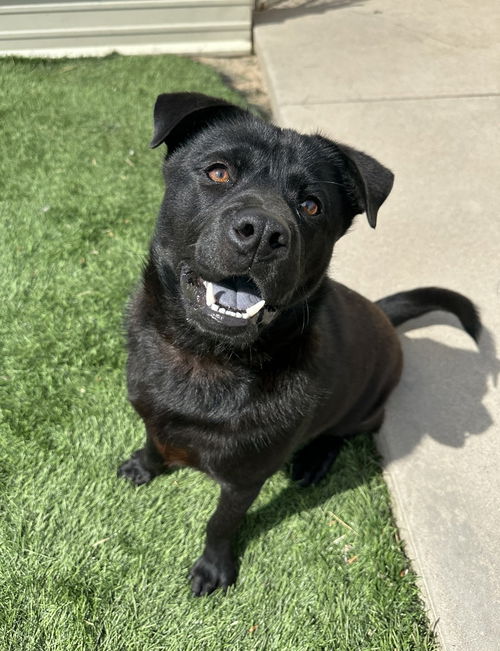 picture of the dog needing adoption