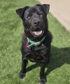 adoptable Dog in sedalia, CO named Zoro